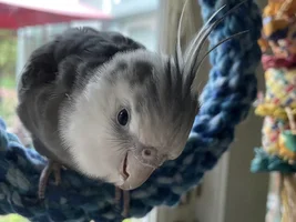 Rico’s thread