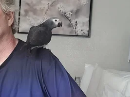 African Grey