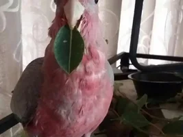 Pink n Grey Galah