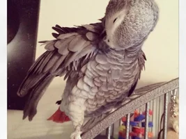 Molted Kenji = paranoid me