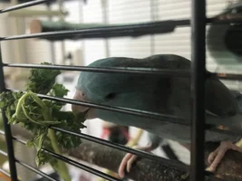 Update on sick bird.
