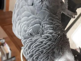 Am I noticing first signs of Plucking?