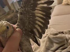 What sex is my 8 month cockatiel?