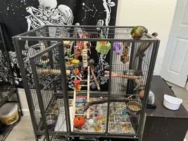 Is my conure cage okay?