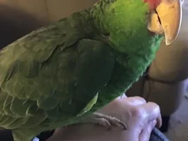 Feathers falling out?