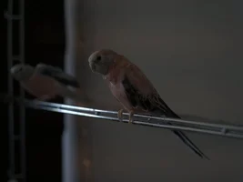 Should I rehome my bourkes?