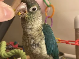 Molting?