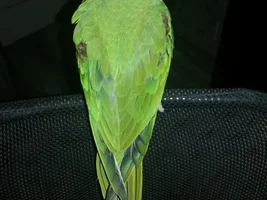 A Newbie with an Alexandrine....Please Help!
