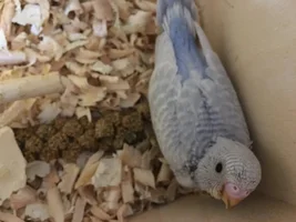 So I got her a nestbox....