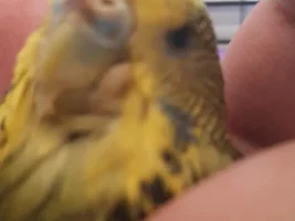 HELP!!! Budgie