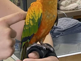 Red Factor Sun Conure Question.