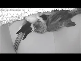 HELP! New GCC Baby Hatchling Lying On Back