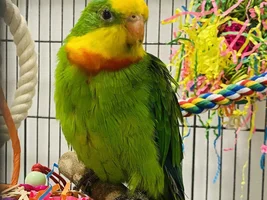 Some photos of Hercules and Pearly