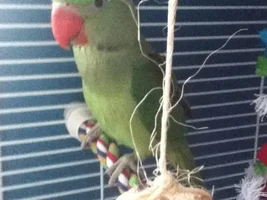 new alexandrine Chiquita!!!!!!!!!!