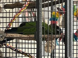 Cute conure sleeping