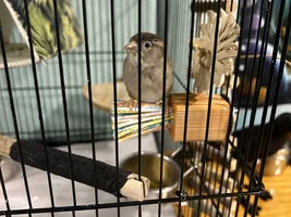 Flock Thread Volume 2