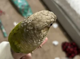 Helping bird with preening?