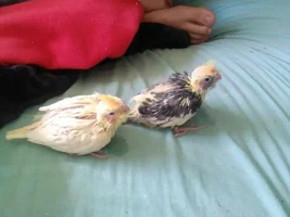 Meet the Babies