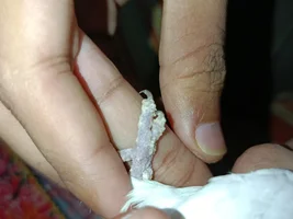 Budgie leg problems