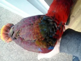 Marjory, Which sub-species is she??