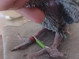 Baby ringneck with splay legs