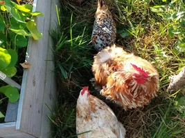 Chickens!