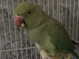 Indian ringneck leg injury