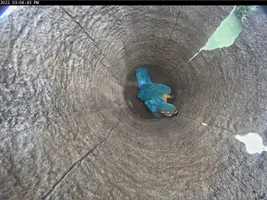 B&G macaw nest cam live