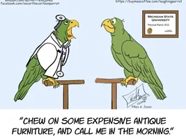 The best Bird meme!!