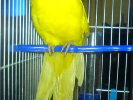 Having Trouble in Identifying my Bird plz Help