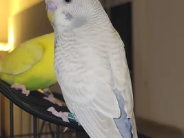 Help identifying sex of new budgie, and color mutation if possible.