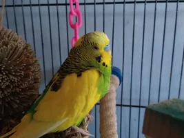 Budgie's upper chest looks protruded...