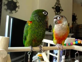 Pictures of Prissy and Smokey