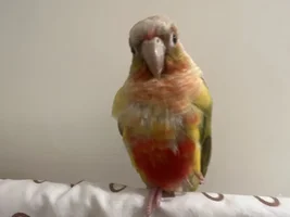 Is my bird plucking?