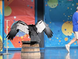 “The Bird Man” show!