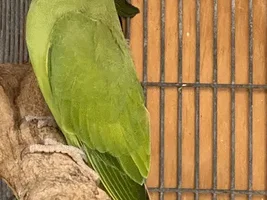 Ornithology:  Share and discuss scientific articles on parrots!