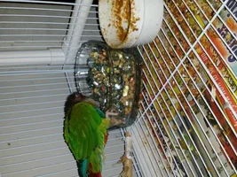 $2 foraging idea for small birds.