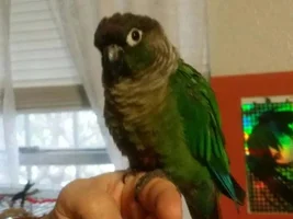 Meet Gonzo!