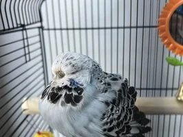 Poorly budgie