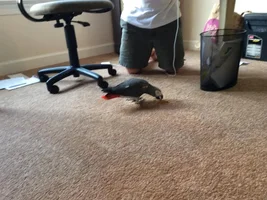 My African grey prefers to be on the ground