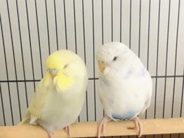 Age of my budgie!
