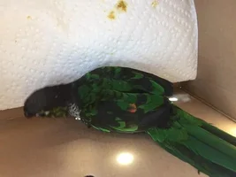 black capped conure's strange coloring?