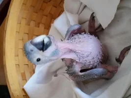 Special Hybrid Macaw Baby