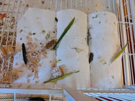 The Continuing Capers of Companion-ing Cotton