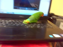 Pics of your birds