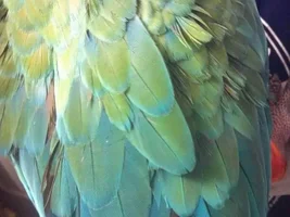 Do macaws get dandruff?