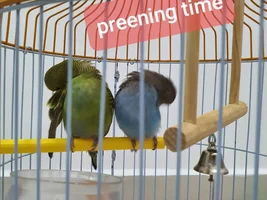 The thread of my female budgies photos
