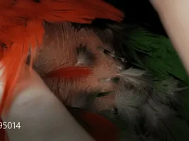 Major Plucking