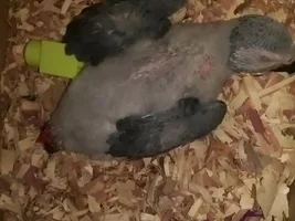 7wk old Tuki