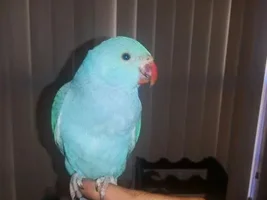 update on Santo